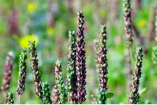 Chia Bitkisi Özellikleri ve Faydaları Nelerdir?